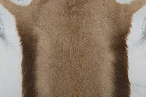Springbok Hide Natural (Full Skin)