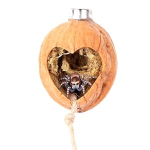 Daerky Jumping Spider Hide, A Real Shelter Made of Walnut Skin, Magnetic Hidden Jumping Spider Habitat,Handmade Spider Enclosure Accessories, Jumping Spider Enclosure