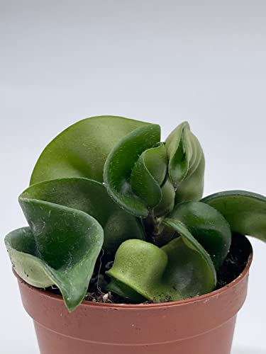 Hoya Hindu Rope, Carnosa Compacta, In A 2 Inch Pot, Live Tiny Mini Pixie Plant #TOP4