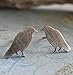 The Raven Crow Bird Stud Earrings Antiqued Sterling Silver Handmade in USA