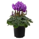 シクラメン ドラゴン４号鉢植え【SHOPマルハナ】ブルーシクラメン御歳暮クリスマス誕生日プレゼント花フラワー冬フラワーギフト (ドラゴン ディープブルー)