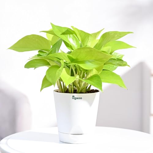 Ugaoo Golden Money Plant Indoor With Self Watering Pot (Image - 1)