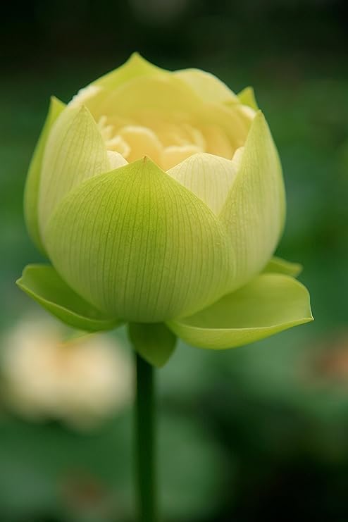 G0 Green Flowet Plant for Home Decor, Pooja | Large Size Flower Surely Blooming Within 45 Days lotus plant (Green Apple) (B0CFHRCNCK) Amazon Price History, Amazon Price Tracker
