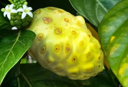 Hawaii Hoaloha 100% Pure Hawaiian Noni Powder (4Oz) - All Natural - No Additives - Gluten And Soy Free - Nutritional Supplement - Traditional Health Remedy #TOP4