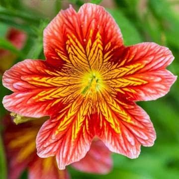Salpiglossis Royale Rojo Bicolor 10 Semillas