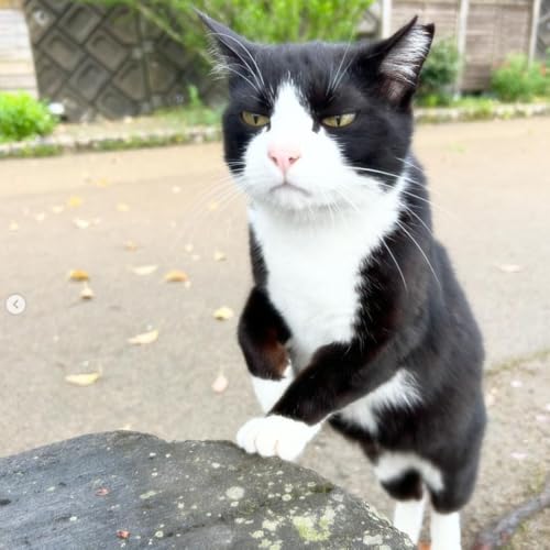 [返礼品なし]「てくてくさくらねこ」 地域猫活動支援[てくてくさくらねこの会]