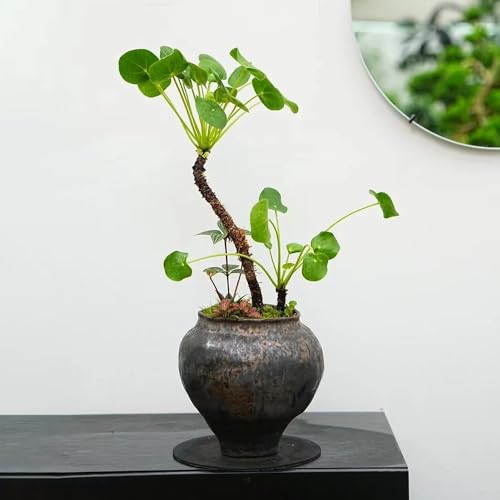 Semillas de Pilea Peperomioides - Semillas de planta OVNI, planta de moneda de la suerte, jardín de flores, decoración del alféizar de la ventana Decoración con hiedra, cultivo de 150pcs