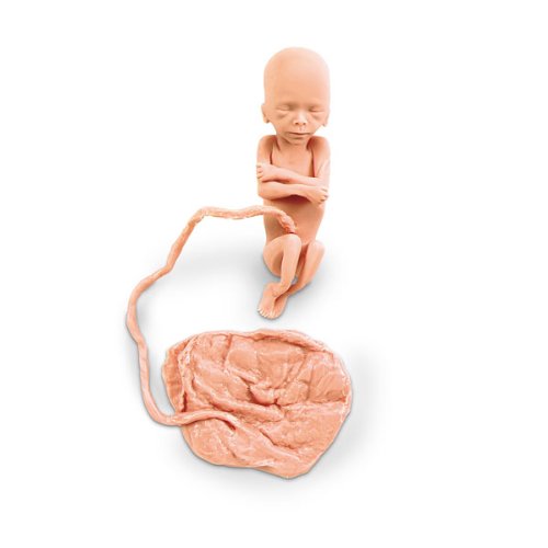Fetus, 20 Weeks