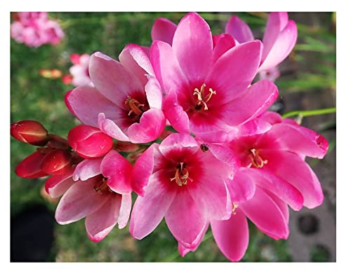 Oliwier's Bulbs 10x Ixia Mabel Summer Flowering Bulbs African Corn Lily Beautiful Pink Spring Flowers Planting Garden Perennial Plant Size 5/6