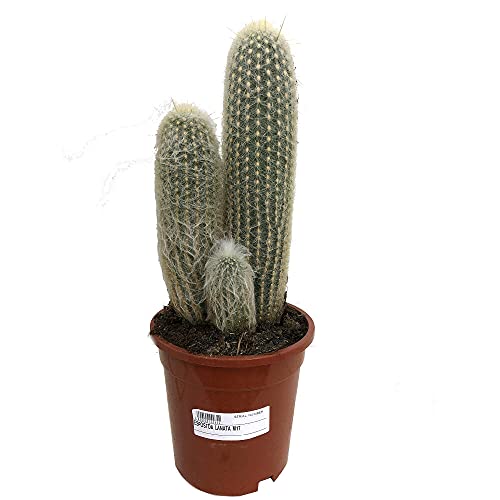 CACTUS NATURAL ESPOSTOA LANATA M17 45CM ALTURA