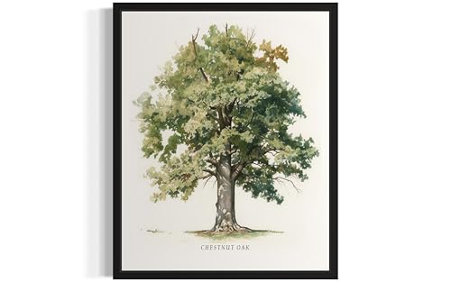 Chestnut Oak Tree Poster Wall Art Painting, Nature Print Artwork, Vintage Art for Bedroom Bathroom Living Room Decor 76 (Chestnut Oak, 8 x 10 inches, Unframed)
