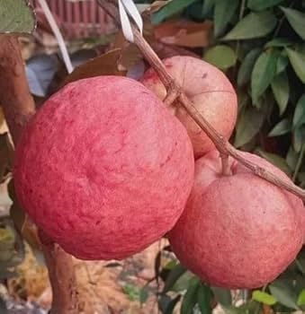 Image of All-Time 12 Months Hybrid GRAFTED Live Fruit Plant Original & Authentic Organic Tree for Outdoor Fast-Growing Fruit Plant Home Gardens Pack Of-1 (Red Diamond Guava Plant, Medium)