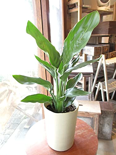 ✪素足の女神✪ ②ストレチア（極楽鳥花）8号鉢 ✪素足の女神