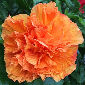 Aiden Gardens Dwarf Exotic Hibiscus Zumba Double petal Beautiful flowering plant 1 Healthy live Plant (B09543VW57) Amazon Price History, Amazon Price Tracker