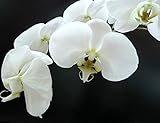 RootsLas raíces de gas grueso blanco de Phalaenopsis expuestas alrededor de las hojas, además del papel de absorción de nutrientes en el aire, hay crecimiento y fotosíntesis.