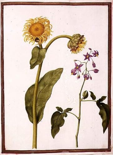 Cuadro de lienzo de 60x90cm con pintura botánica de Nicolas Robert para pared