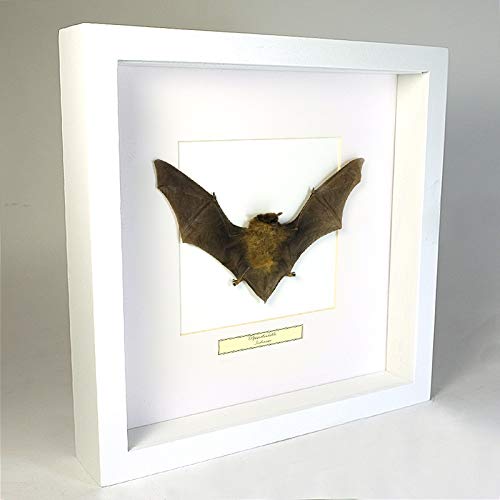 De Museumwinkel.com Rhinolophus lepidus – Bat – Real Taxidermy Insect Mounted Under Glass in Handmade White Wooden Frame