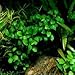 Marcus Fish Tanks - Anubias Nana Petite Anubias Plant Live Aquarium Plants Aquatic Plant Buy 2 Get 1