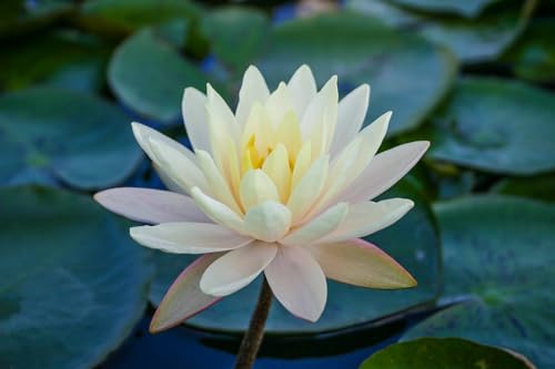 Mature Fully Grown Hardy Water Lily (Assorted Peach)