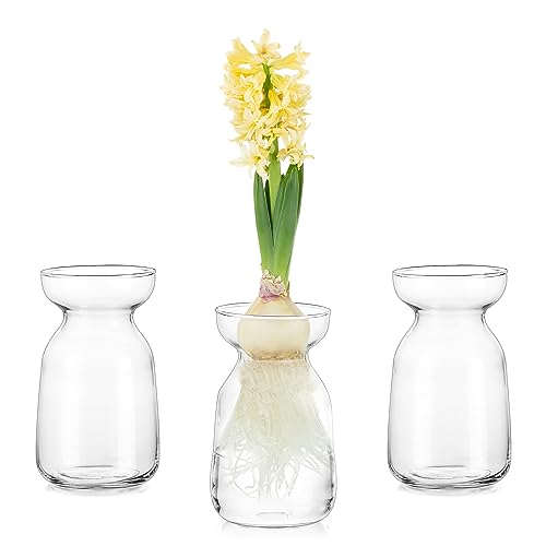 Glasseam Hyacinth Glass Vase for Flowers: Bulb Forcing Bud Vase Set of 3 Clear Small Vases for Centerpieces Decorative Flower Vases for Decor Hydroponic Planter for Tulip Bulbs Table Decorations