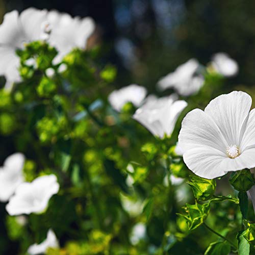 Outsidepride Lavatera Trimestris Rose Mallow Mont Blanc Garden Flower Plants - 1000 Seeds #TOP2