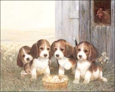 DSC First Peep - Beagle Puppies - Paper Tole 3D Decoupage Craft Kit Size 8x10 inches K8-8058