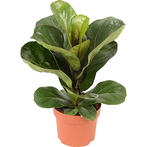 Higuera Hoja de Violín Planta Natural de Interior Árbol Interior