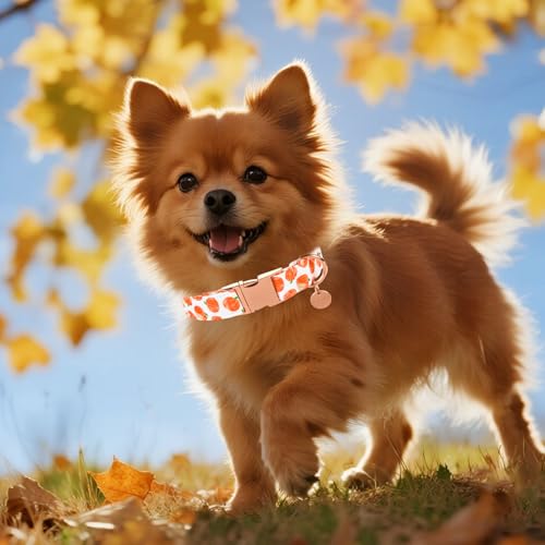 Image of Halloween Dog Collar with Metal Buckle Gift Fall Dog Collar for Small Medium Large Girls or Boys Dogs Cute Pumpkin Cotton Pet Collars