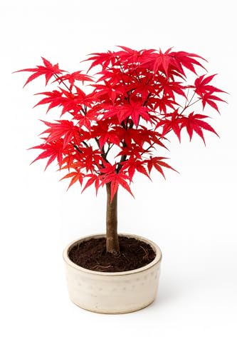 Bonsai Baum mit Keramik Blumentopf - Ligustrum, Ficus, Carmona, Podocarpus, Chinese elm - ca. 6-9 Jahre (12 cm Schale, Acer Deshojo P12)