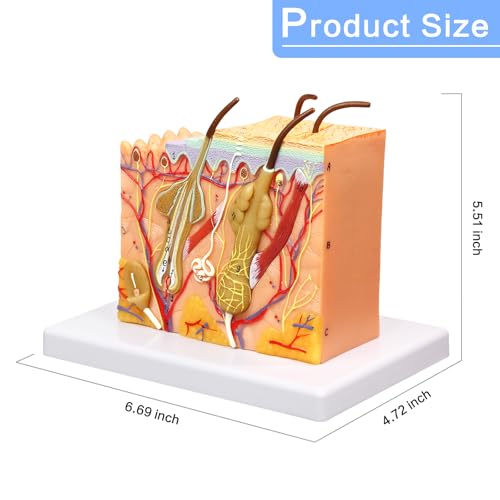 Image of HADWYN 35X Skin Layers Anatomical Model,Enlarged Anatomy Skin Model for Science Study or Patient Education