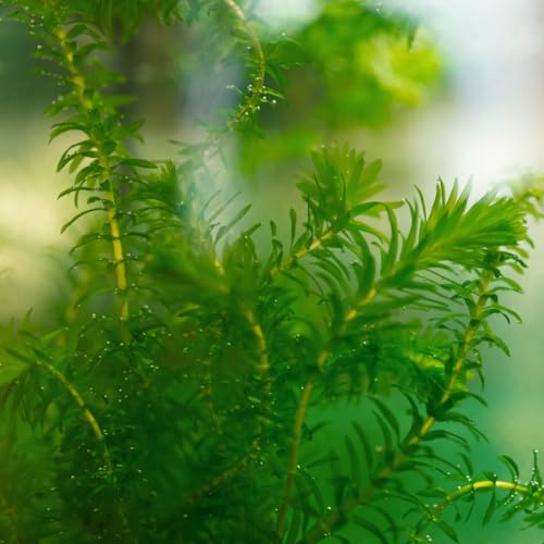 vdvelde․com - Élodée Elodea densa 10 pièces, plantes oxygénantes – vue 2