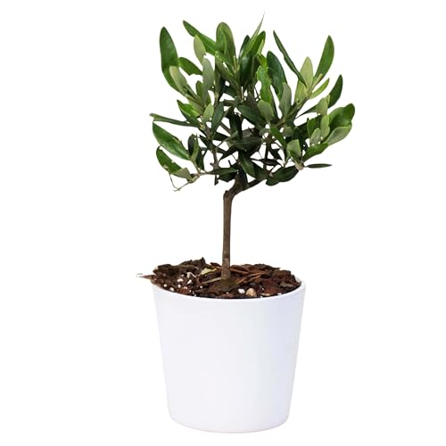 Olivo mini Bonsai, Pianta Vera da Interno ed Esterno, 18-20 cm di Altezza, Mini Bonsai Mediterraneo, Olea Europaea con Vaso Ceramica Bianco Design Minimalista, Ideale per Arredo Casa e Ufficio