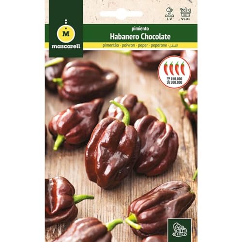 Mascarell Semillas, PIMIENTO, Semillas Huerto, PIMIENTO HABANERO CHOCOLATE, Crea tu Propio Huerto Urbano y Cultivo en Casa, Plantas Hortícolas, 0,1 Gramos