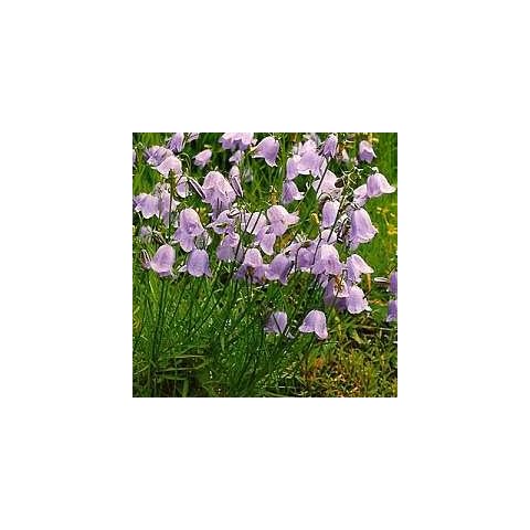 Wild Flower Harebell Cover