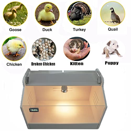 Boîte à couveuse WIONBE pour installer vos poussins à la maison - 6