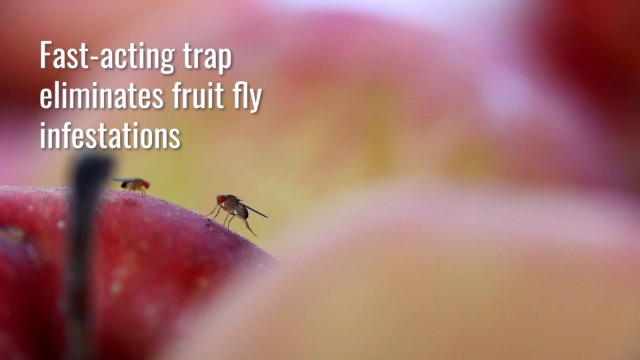 Terro Fruit Fly Traps for Indoors (12 Pack) + 540 Days of Lure Supply