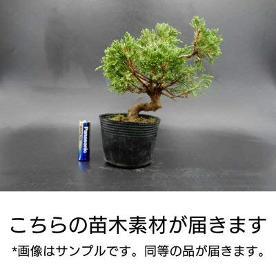 Amazon.co.jp: 【ミニ盆栽初心者セット】 糸魚川真柏（いといかわしん