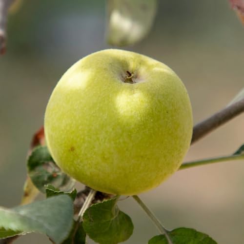 PIANTA DA FRUTTO MELO LIMONCELLA in vaso 24 età 3/4 anni (foto reali)
