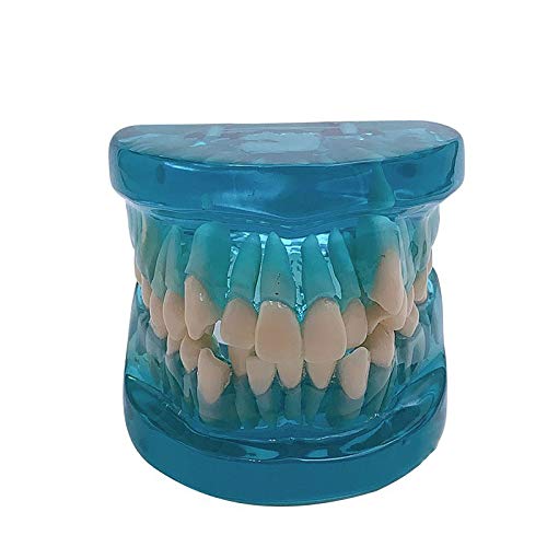 ●購入額25万円● 即購入OK匿名　歯科指導用練習用　歯科器具　床矯正装置 Amazon.co.jp: 歯科用練習キット 歯模型 実物大 取り外し可能