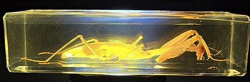 Image of 4.3 inch Real Praying Mantis in Crystal Clear Lucite Resin Crafts Specimen Real Preserved Various Animal Insect Bug Taxidermy Collection for Biology Science Education & Desk Ornament Display