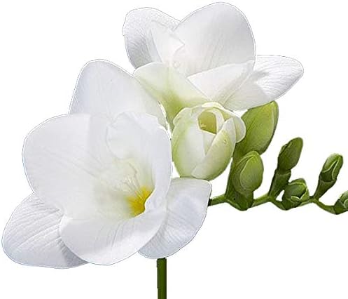 Marde Ross & Company 10 bombillas de fresia blancas individuales