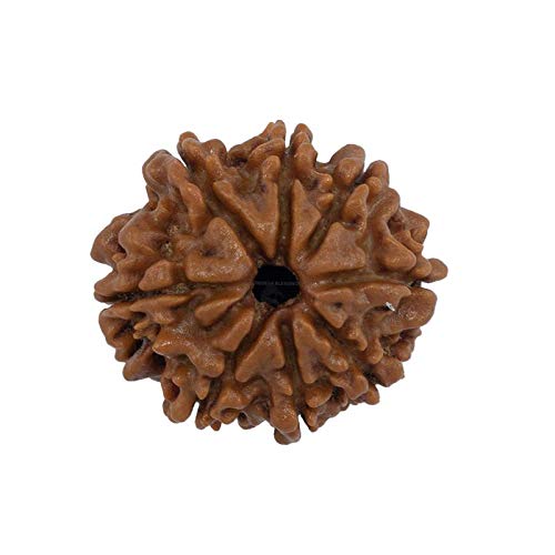 Trideva Blessings 8 Mukhi Rudraksha/Eight Face Rudraksha - Nepal Bead (B08MPYY4XY) Amazon Price History, Amazon Price Tracker