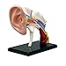 L-ROM Modèle d'assemblage Modèle de Puzzle d'anatomie du Conduit auditif - Modèle Anatomique d'organes articulaires de l'oreille Humaine Jouets éducatifs pour Enfants Expériences scienti
