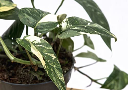 Epipremnum Pinnatum Variegata - 30cm - Image 5