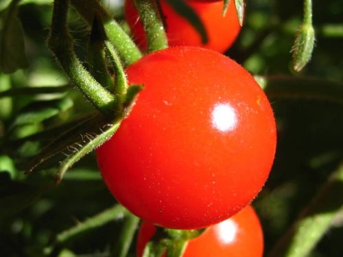 300 Large Red Cherry Tomato Lycopersicon Lycopersicum Fruit Vegetable Seeds #TOP26