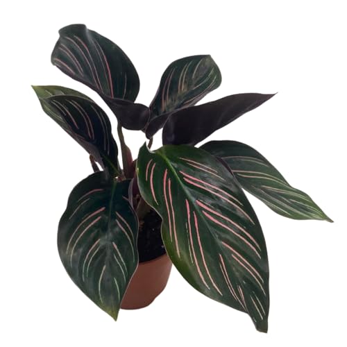 BubbleBlooms Calathea Ornata, Pinstripe Prayer Plant, Zebra, Cathedral, Peacock in