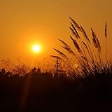  Afternoon Wind