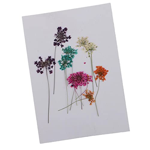 Flores Secas Prensadas para Manualidades x10 miniatura 2