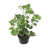 Dinner Plate Variegated Aralia Balfouriana in 6' Grower Pot, Rare Live Houseplant, Easy Care Plant for Home or Office by Plants for Pets