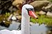 Pond H2o Full Size Floating White Mute Swan Decoy, Plastic Lifelike Floating Swan Decoration for use in Water Garden Ponds, Pools, Yards & Lakes